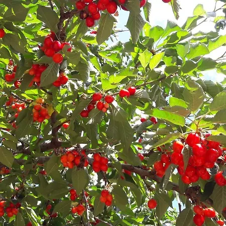 Posta Santa Croce بيشيلي